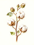 Cotton on a Sunday Line