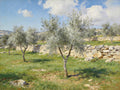 Where the Olive Trees Remember