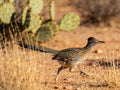 Messenger of the Sonoran Morning