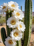 Desert Bloom at First Light