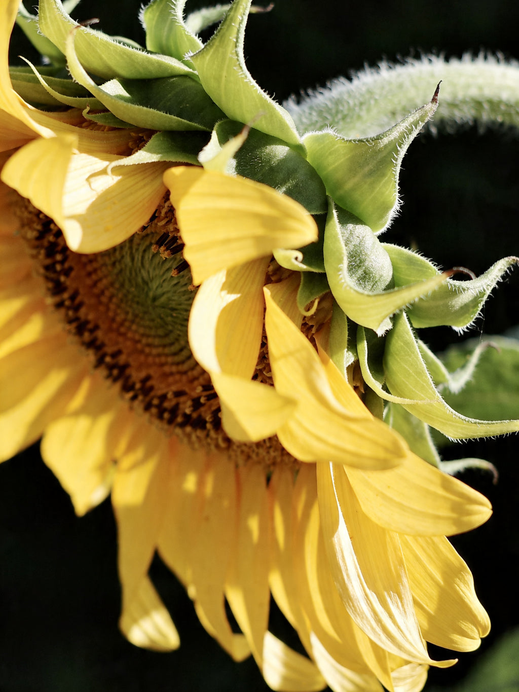 Sun-Washed Petals IV