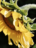 Sun-Washed Petals IV