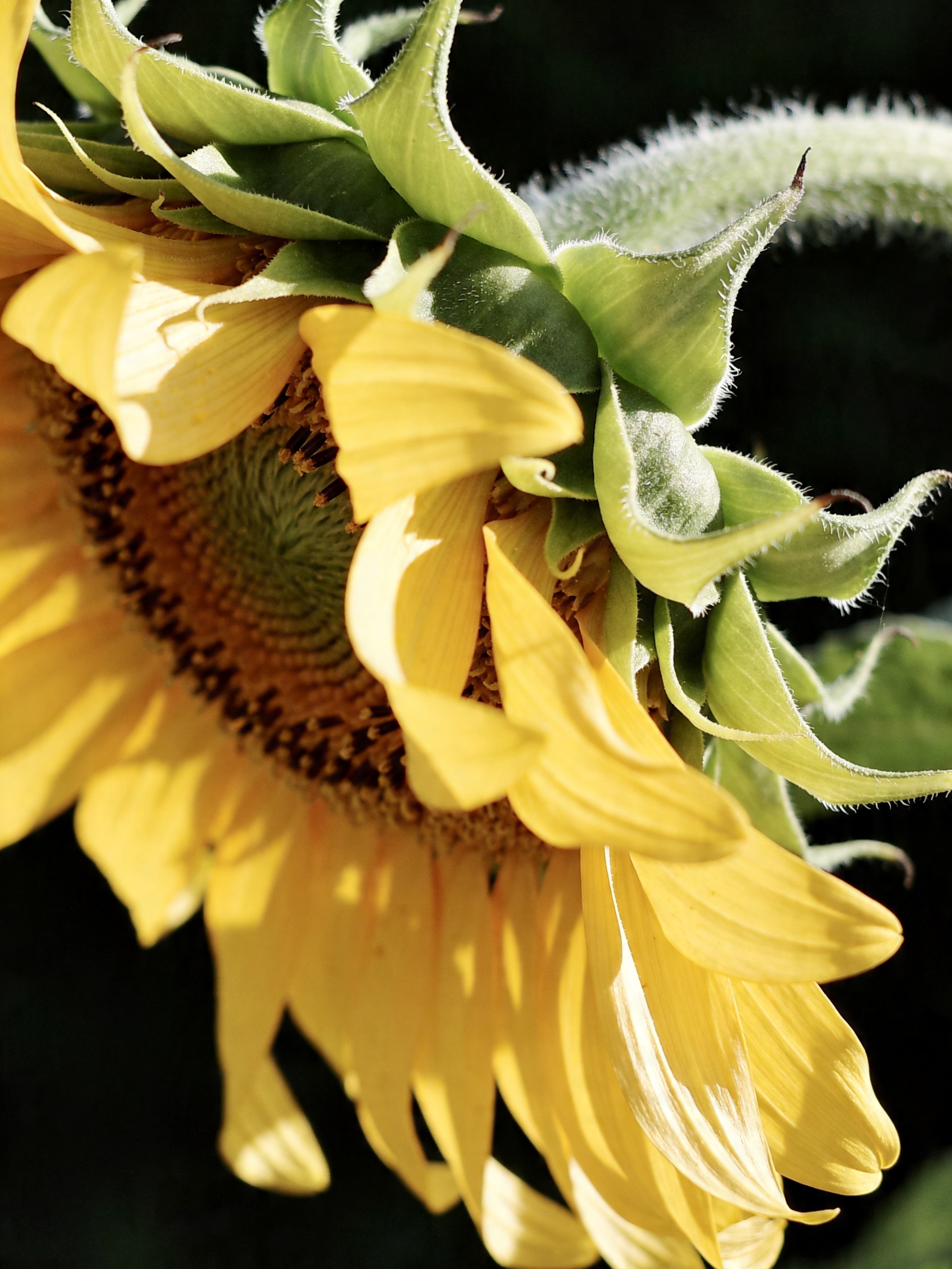 Sun-Washed Petals IV