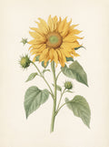 Sun-Washed Petals VII